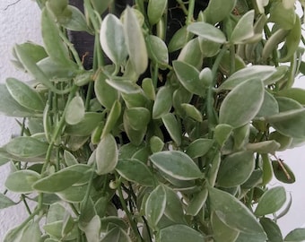 Dischidia Oiantha White Diamond Free Shipping Cites&Phyto live Plants Home garden house plants.