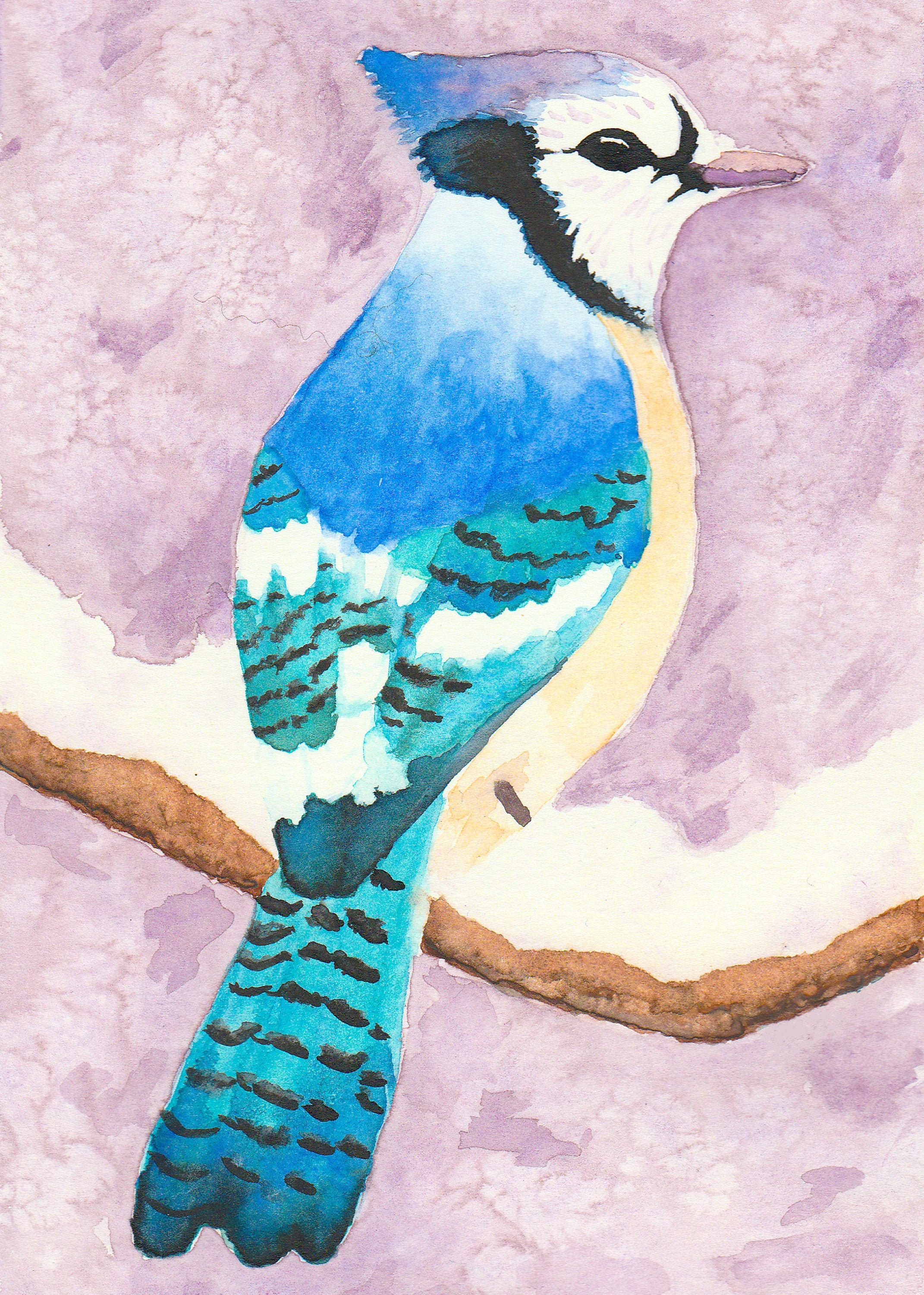 Blue Jay Watercolor Etsy