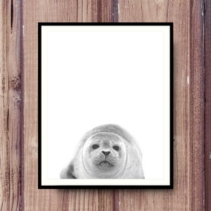 Baby Seal Wall Art, Seal Instant Download, Black and White Animal Printable, Seal Nursery Print, Kids Room Decor, Baby Seal Photo, Seal Art