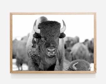 Bison Wall Art, Bison Print, Bison Digital Download, Bison in Snow, Black and White Bison, Bison Photo, Buffalo Instant Download Printable