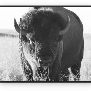 Bison Wall Art, Bison Photograph, Bison Digital Download, Western Wall Art, Southwestern Decor, Buffalo Wall Art, Printables, Black & White