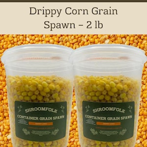 May include: Two clear plastic containers filled with yellow corn grain spawn. Each container has a label that reads "SHROOMFOLK CONTAINER GRAIN SPAWN" and "Drippy Corn". The text "Grow Your Own Mushrooms Today!" is at the top. The product is labeled as "Spawn - 2 lb".