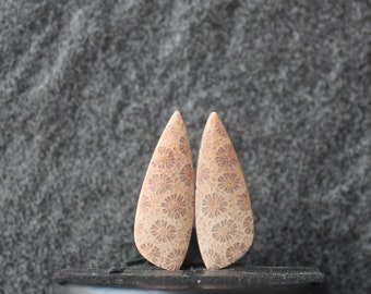 fossilized coral pair