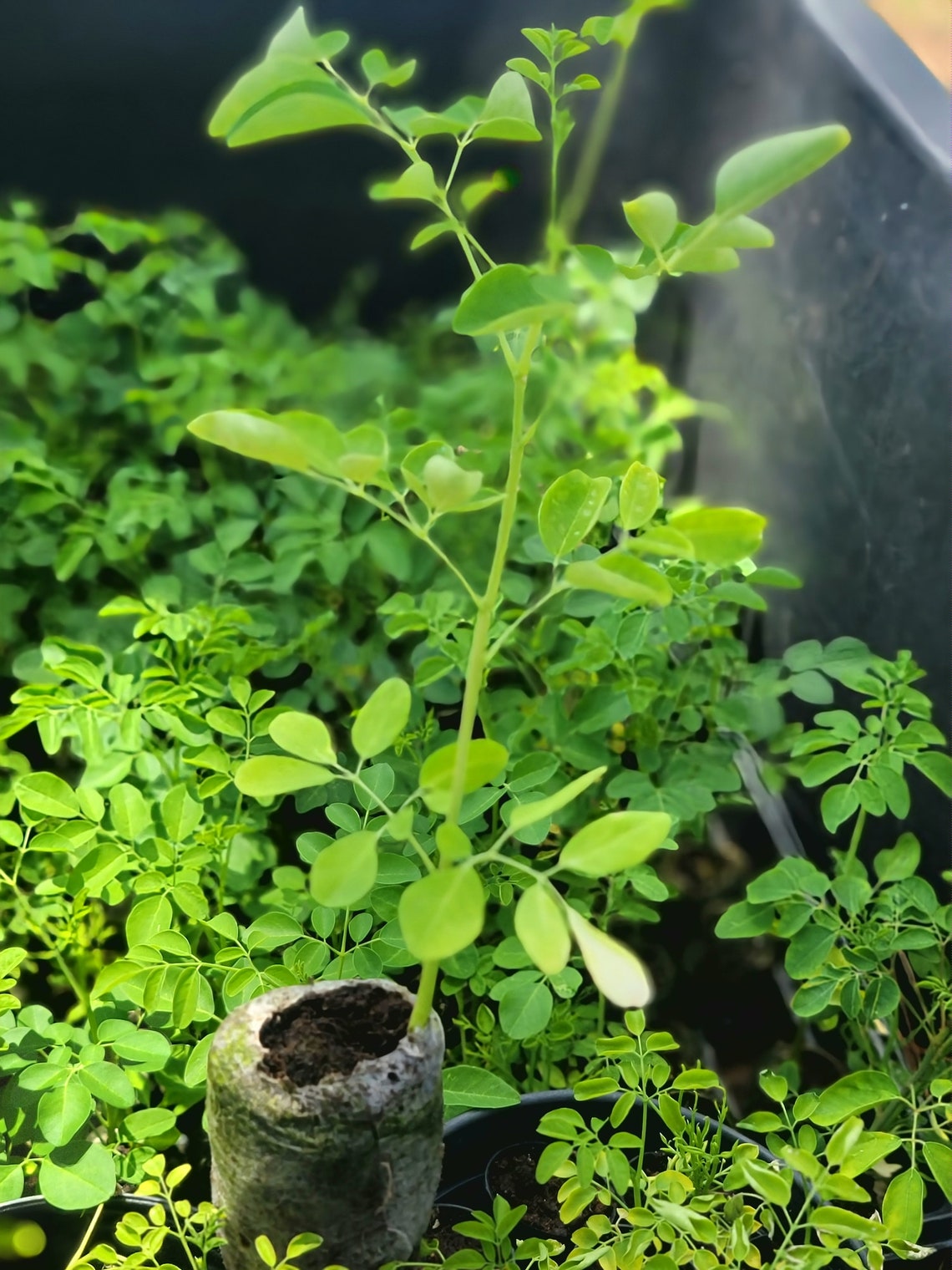 Moringa Seedling live plants malunggay Shobhanjana drumstick Etsy