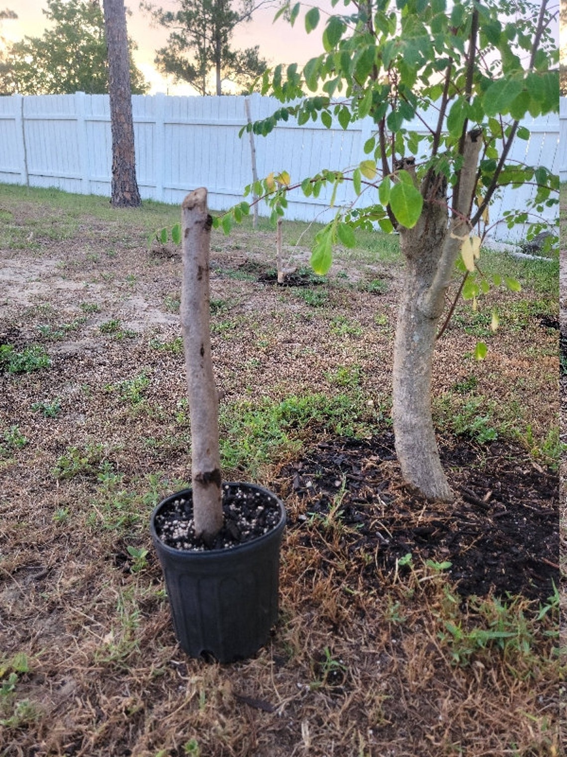 1 Moringa Cutting From 20' Large Moringa Trees. 23 Foot Etsy