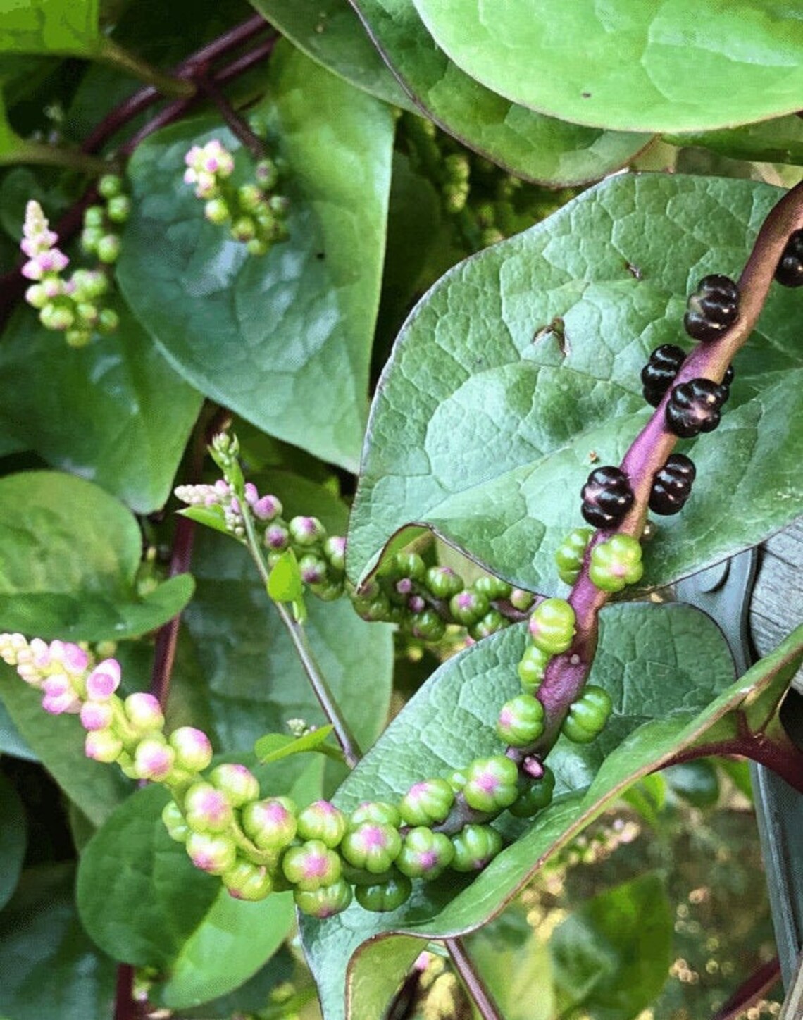 Malabar Spinach Seeds Red Vine Alugbati Phooi Leaf Etsy