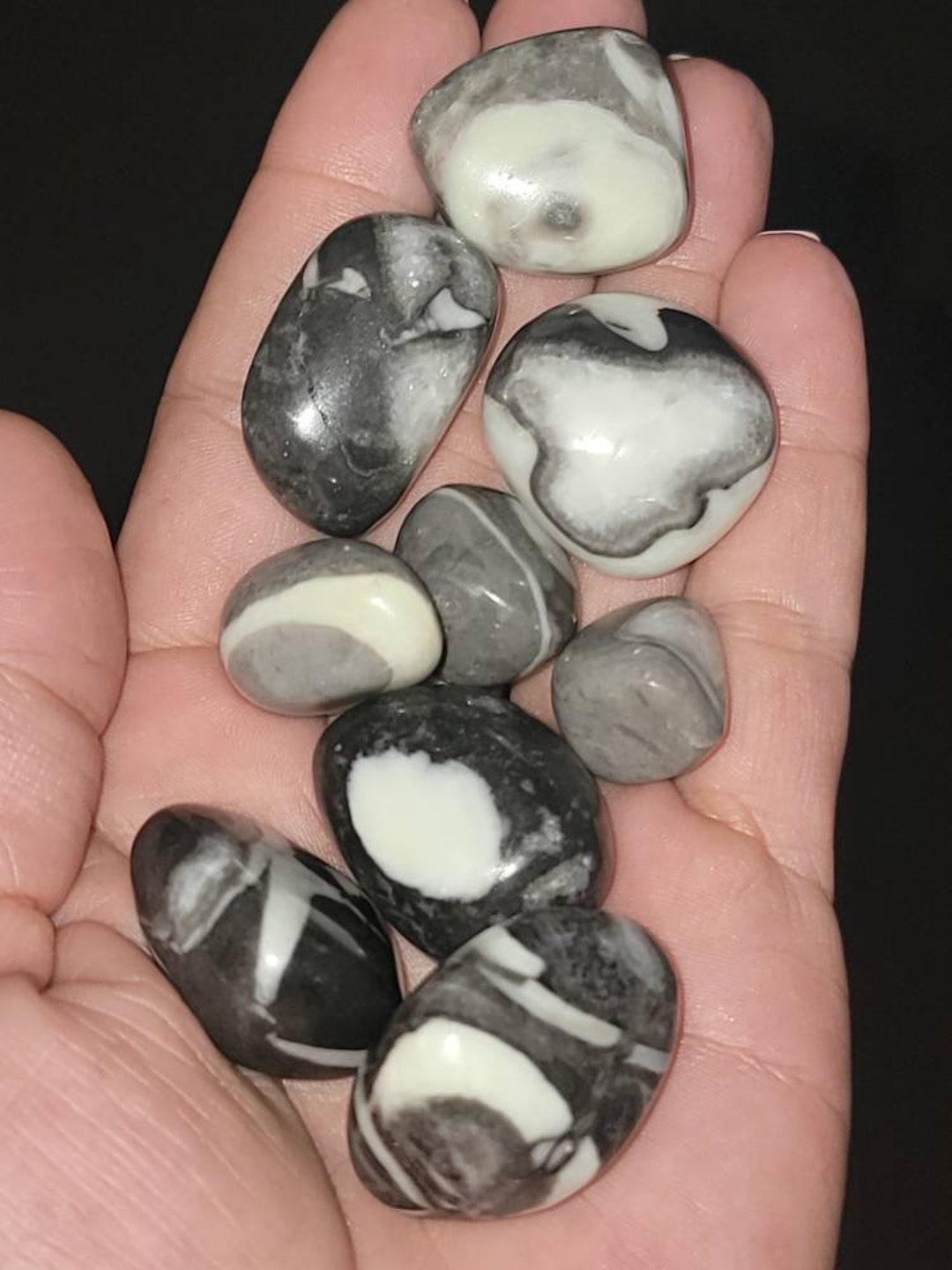 Clam Shell Jasper tumbled Fossil Clams Etsy