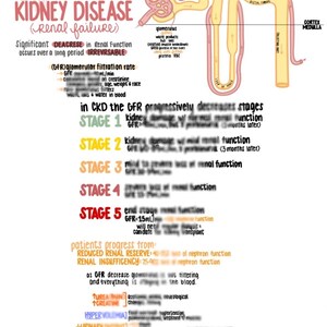 Pode incluir: Um diagrama colorido que ilustra os estágios da doença renal crónica (DRC) com uma representação simplificada de um rim. O diagrama mostra o glomérulo, os túbulos e o ducto coletor. Os estágios da DRC são etiquetados com os números de 1 a 5, e a TFG (taxa de filtração glomerular) é mostrada para cada estágio. O diagrama também inclui informações sobre a progressão da DRC, incluindo os sintomas e as complicações que podem ocorrer.