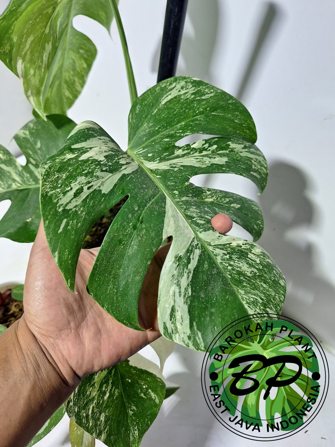 REAL PICK Monstera Albo White Tiger Variegated Philodendron Etsy
