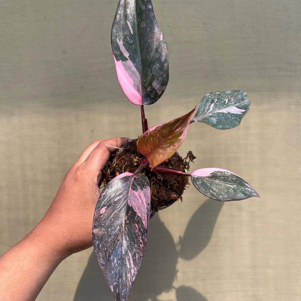 Pink Princess Plant Etsy