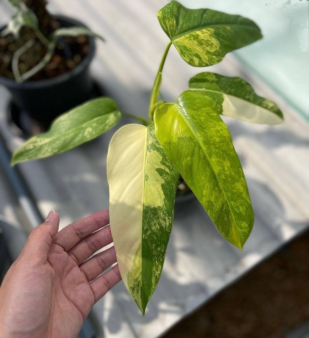 philodendron domesticum variegated plant free phytosanitary - etsy.de
