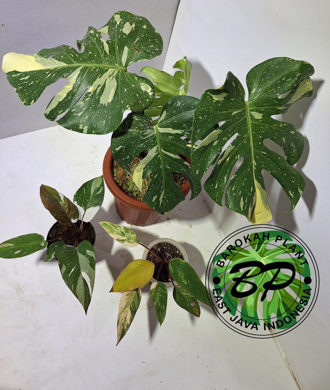 Real Pick Monstera Thai Constellation Philodrndron Red Etsy