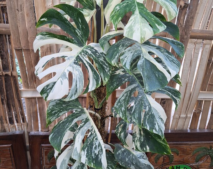 Real Pick Monstera Albo White Tiger Variegated With Lush Leaves Free