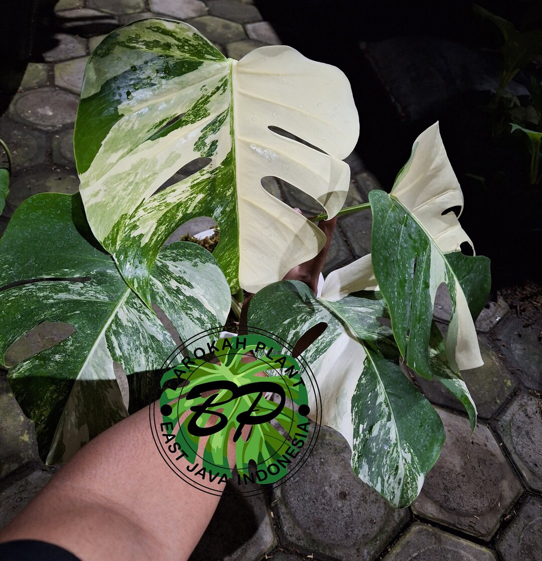 Real Pick Monstera White Tiger Variegated 4 Leaf Size Large Etsy