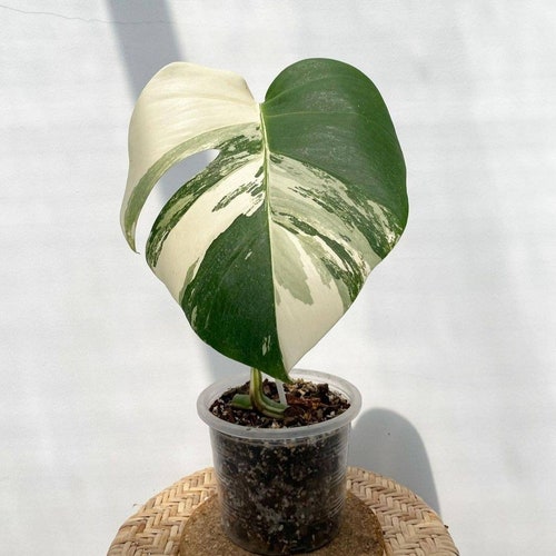 Monstera Albo Variegated White Tiger 1 Leaf Free Phytosanitary - Etsy