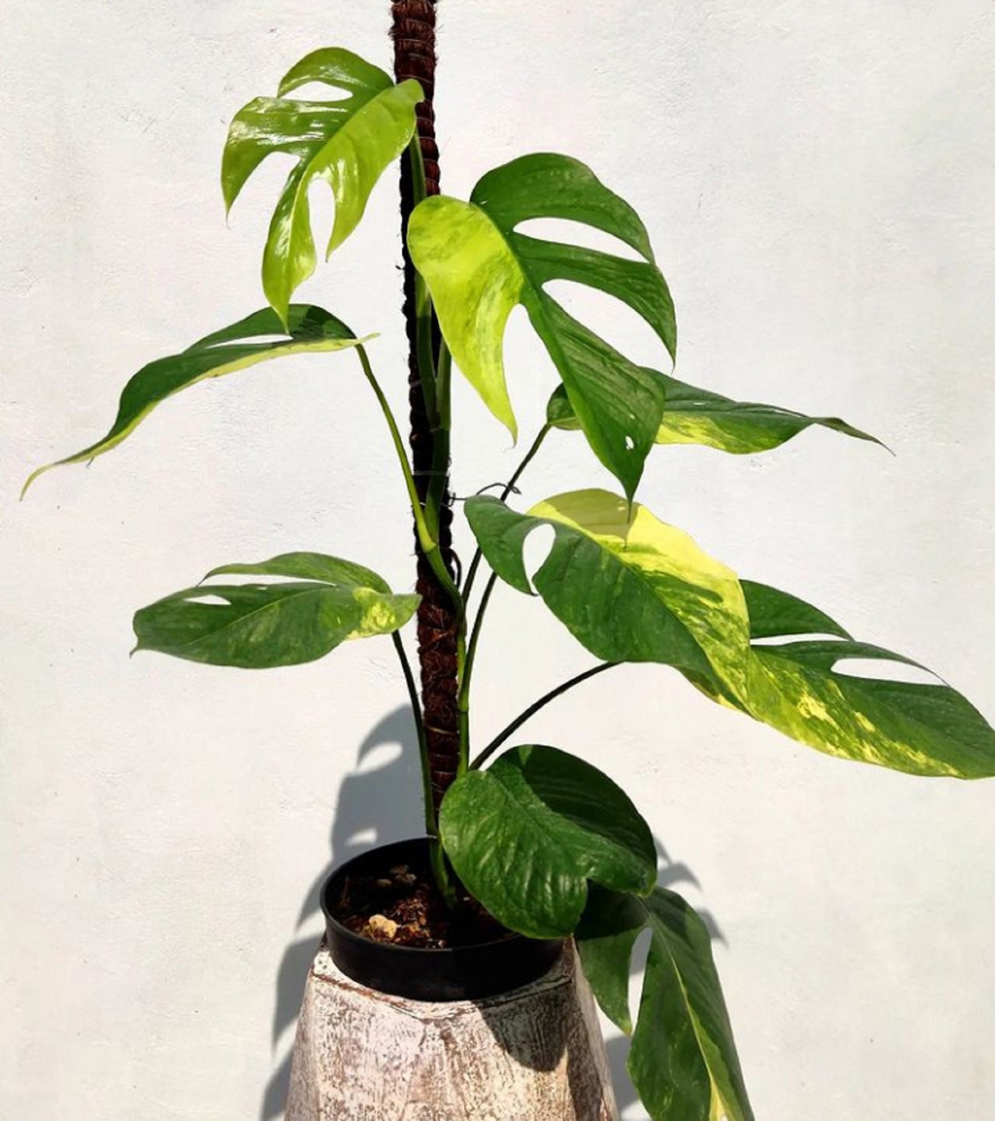 Epipremnum pinnatum 'Aurea' variegata ('Yellow Flame')