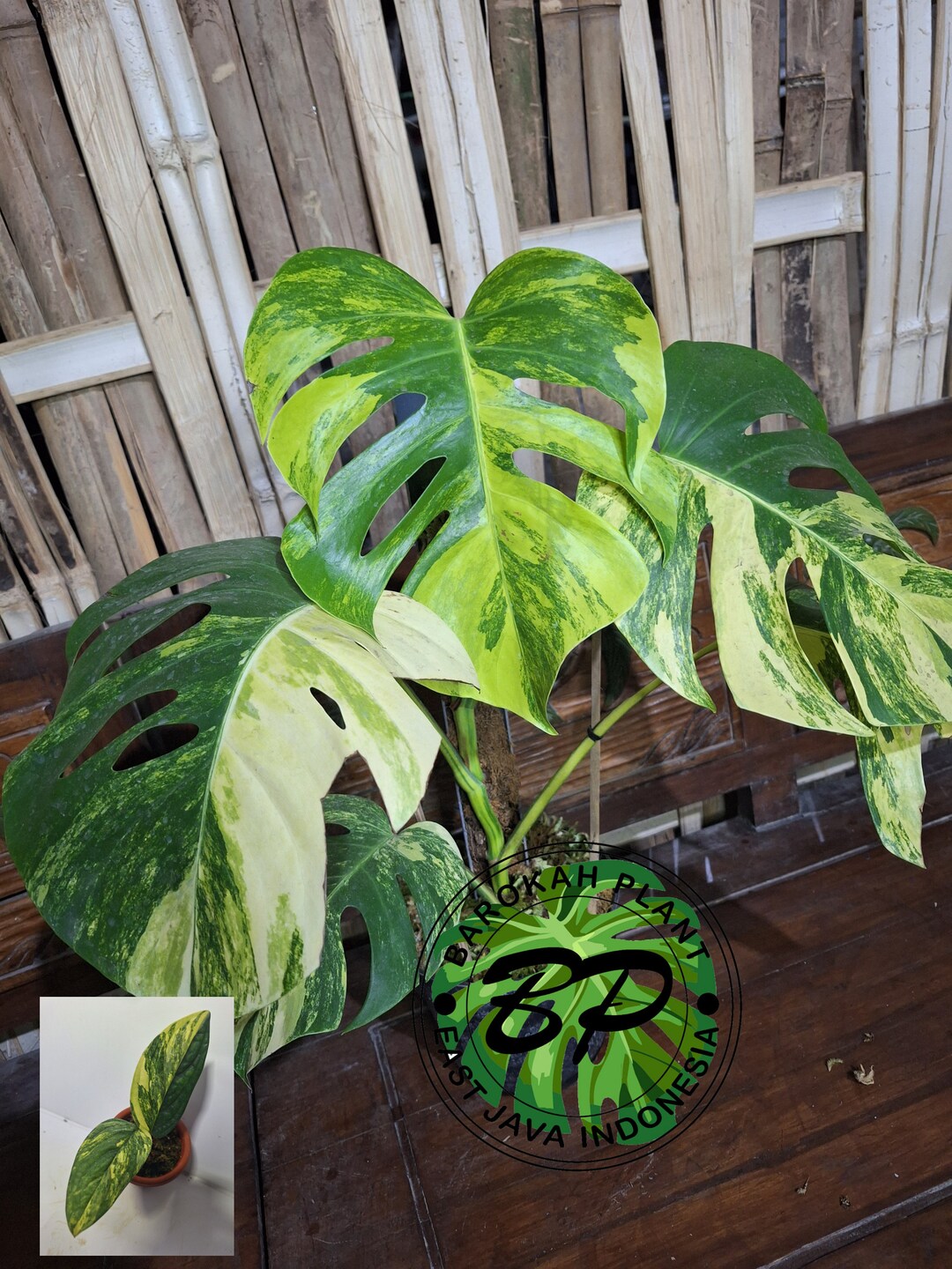 Real Pick Monstera Marmorata Aurea Big Size Free Bonus Etsy