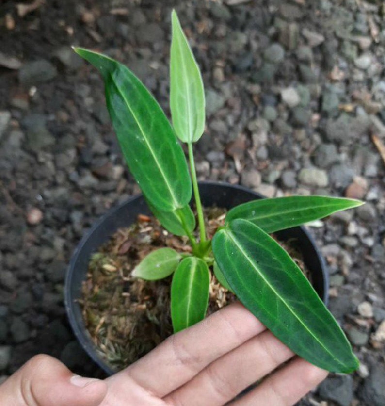 Anthurium Warocqueanum Dark Form Size Small Free Phytosanitary Etsy Australia