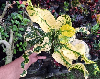 15+ Picasso Paint Brush Plant