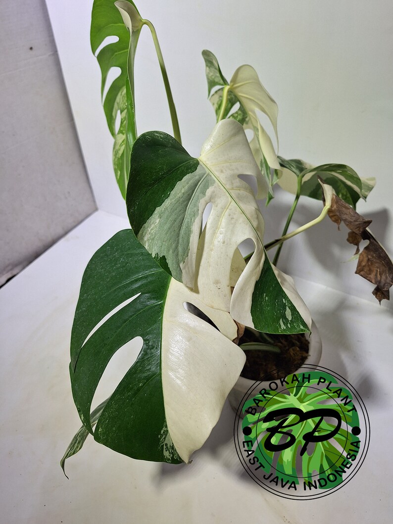 Real Pick Monstera Albo White Tiger Variegated by Ship DHL Etsy Canada