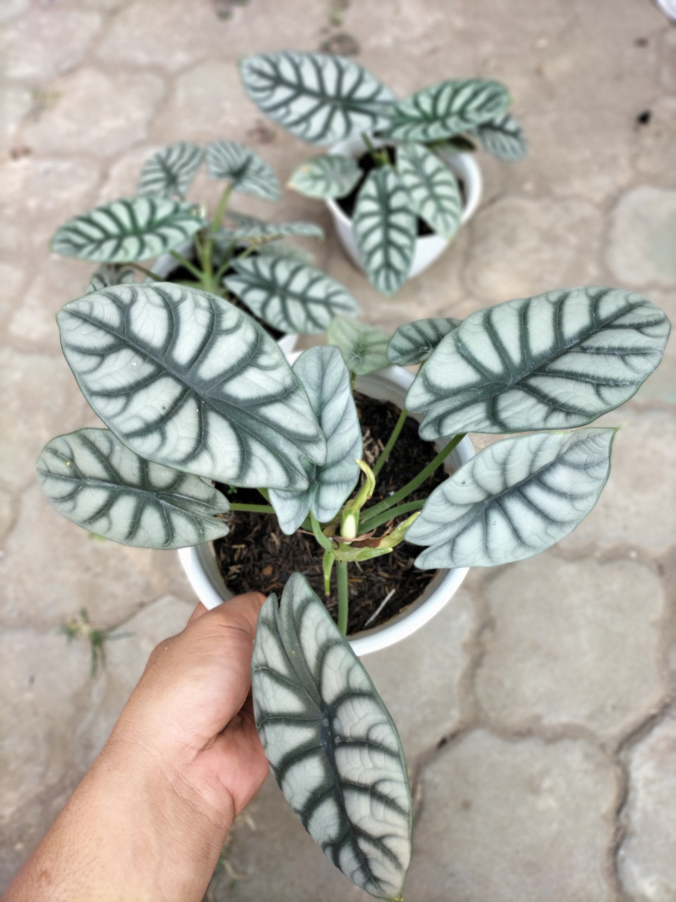 Alocasia Dragon Silver Plants FREE Phyto Certificate