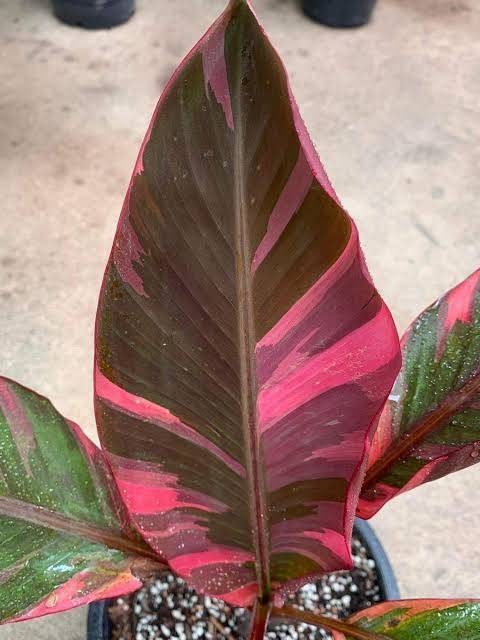 Banana Musa Nono Pink Variegated Small Free Phytosanitary Certificate