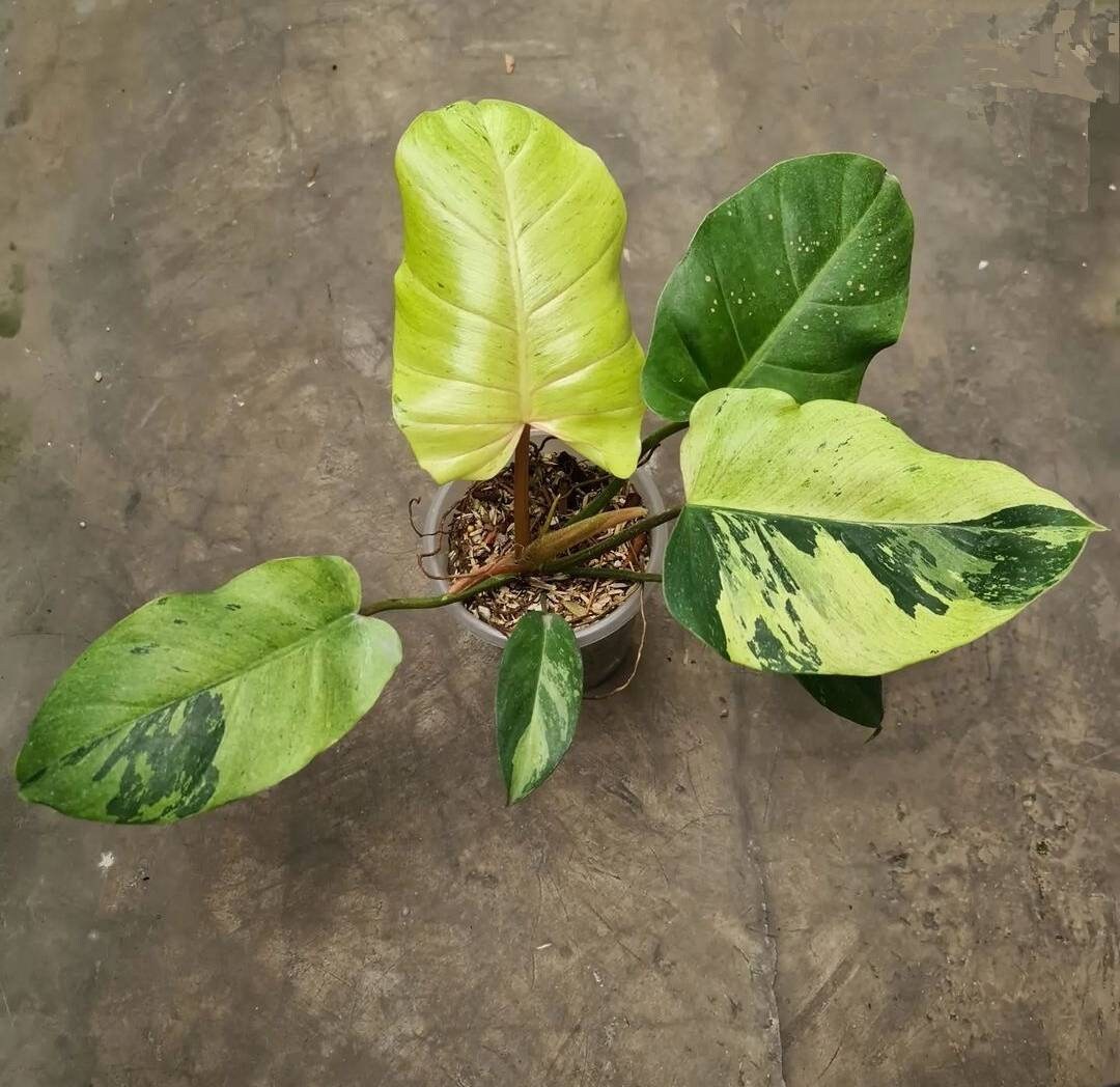 Philodendron Jungle Fever by Ship DHL Express Etsy
