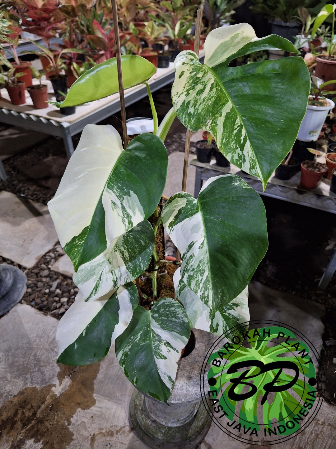 Real Pick Monstera Albo White Tiger Variegated Etsy