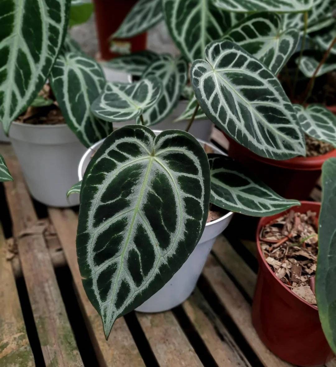 Anthurium Silver King Etsy