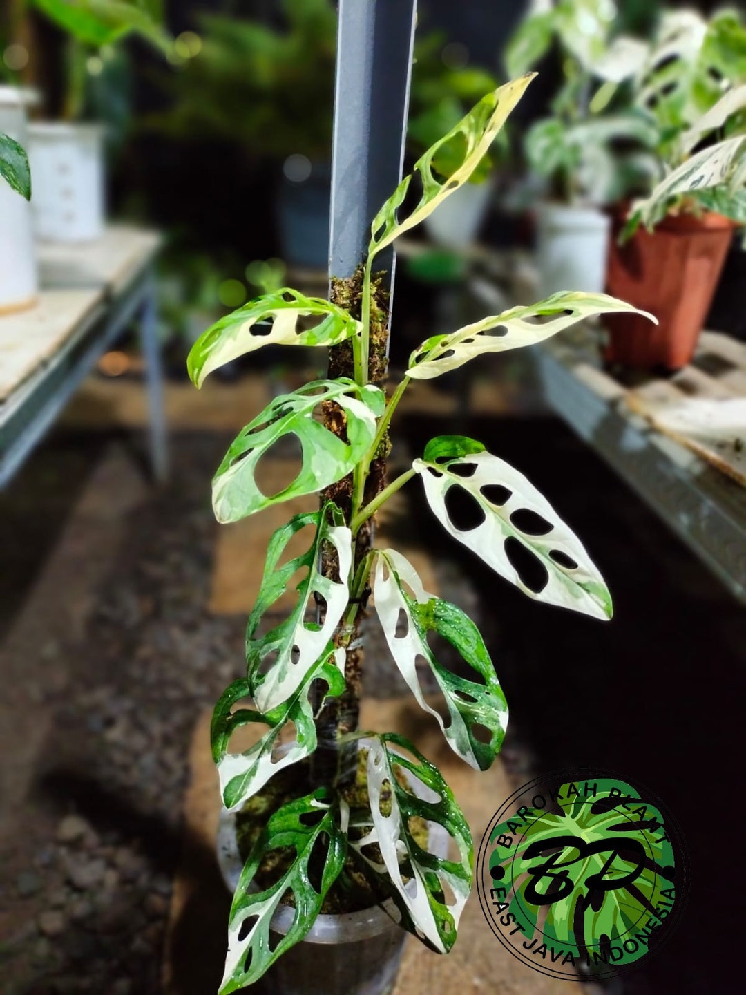 Real Pick Monstera Adansonii Japan Variegated Free Phytosanitary