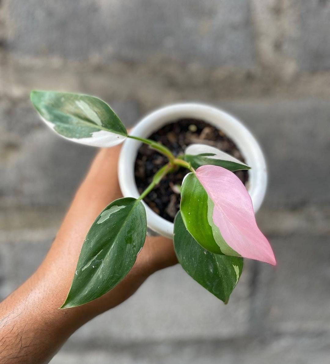 Philodendron White Pink Princess Tricolor by Ship DHL Express Etsy