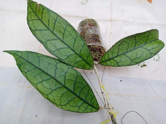 Dhl express 5 Hoya aff walichi,clemensiorum,Buntokensis,Calistophilla,minutiflora,,free phytosanitary Certificate