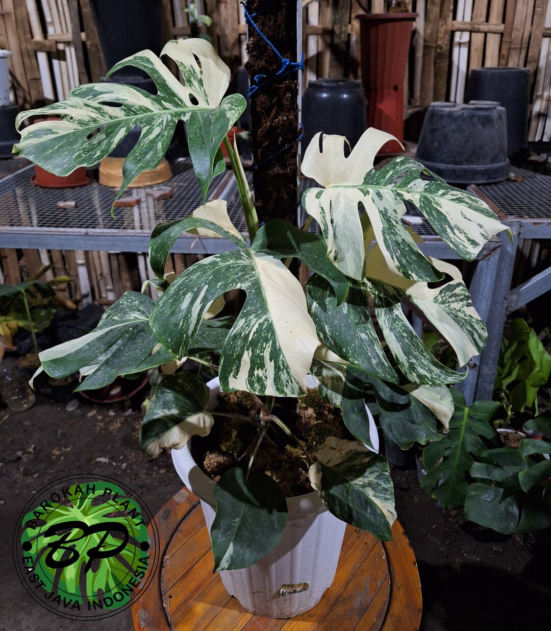 Real Pick Monstera Albo White Tiger Variegated by Ship DHL Etsy