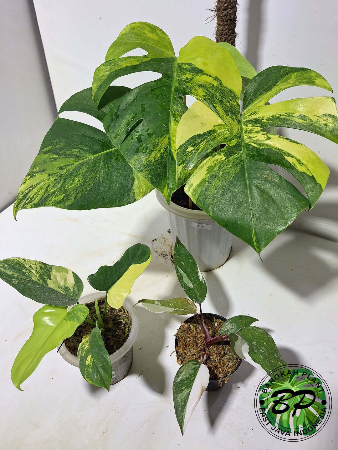 REAL PICK Monstera Marmorata Aurea Philodendron Violin Etsy