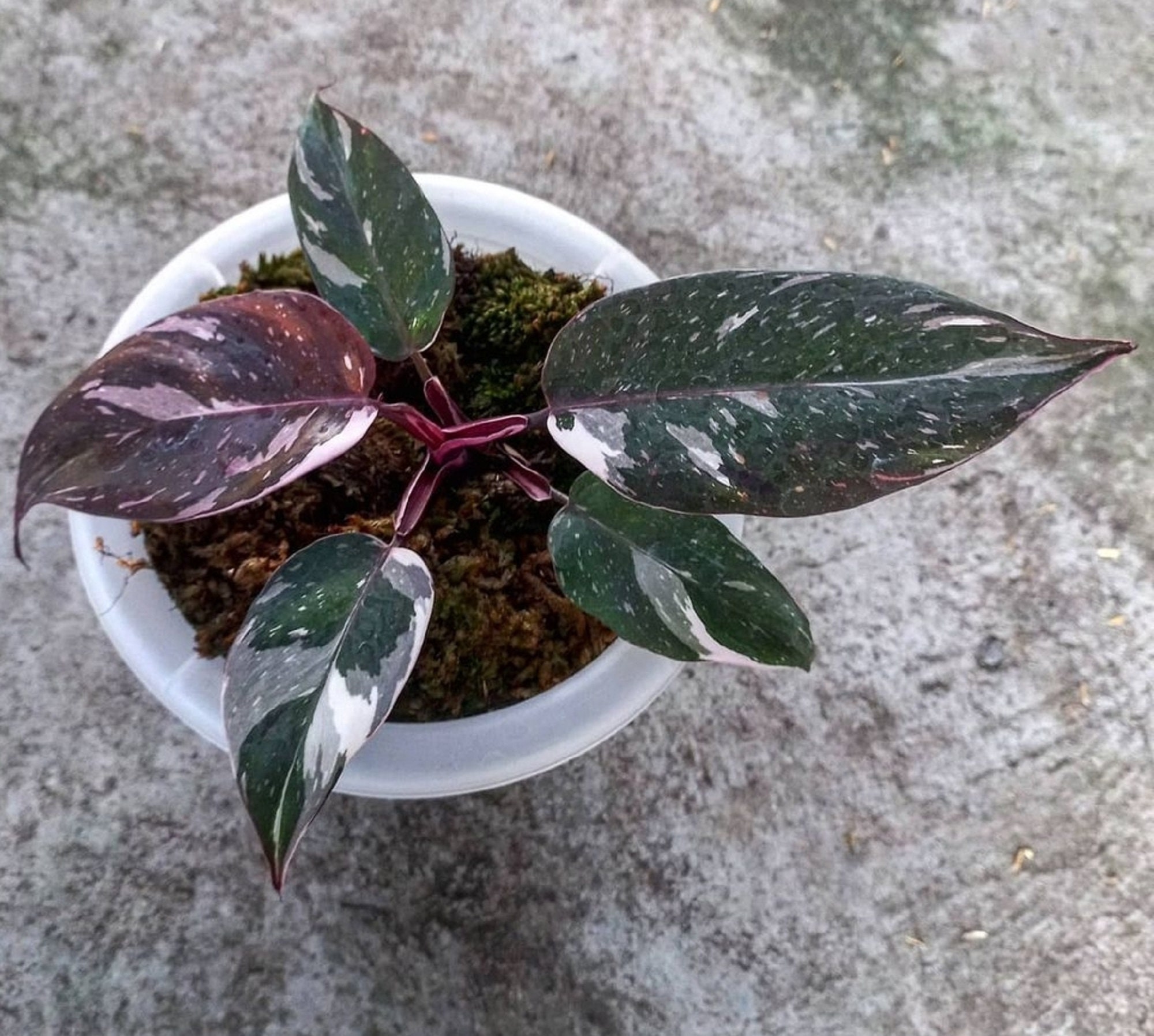Philodendron Red Anderson Variegated