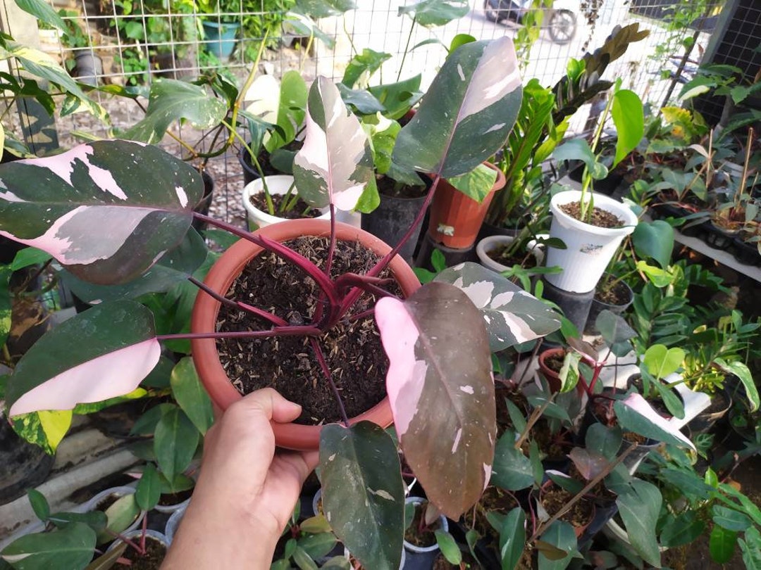 Philodendron Black Cherry 8 Leaf Big Size Free Bonus Plant Etsy