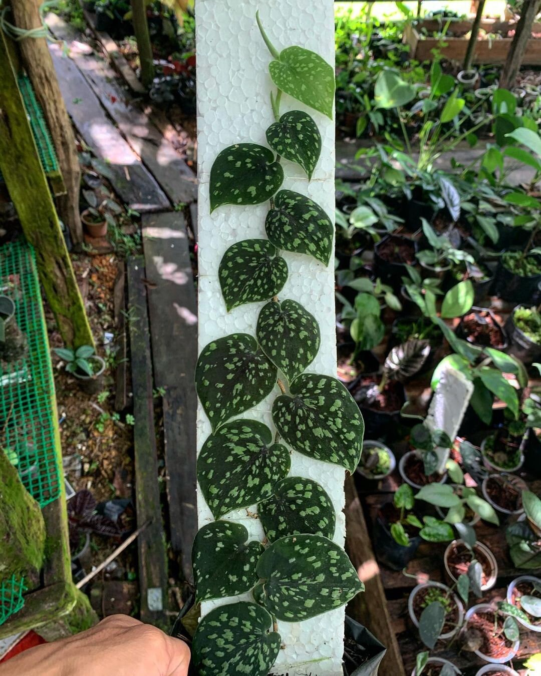 Scindapsus Snake Scale Free Phytosanitary Certificate by Ship DHL