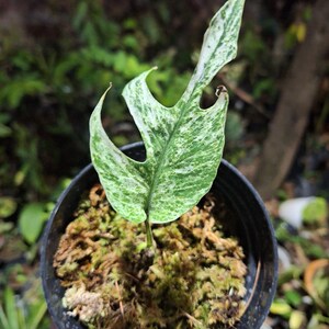 Epipremnum pinnatum Aurea variegated – Flora Magnifica Australia