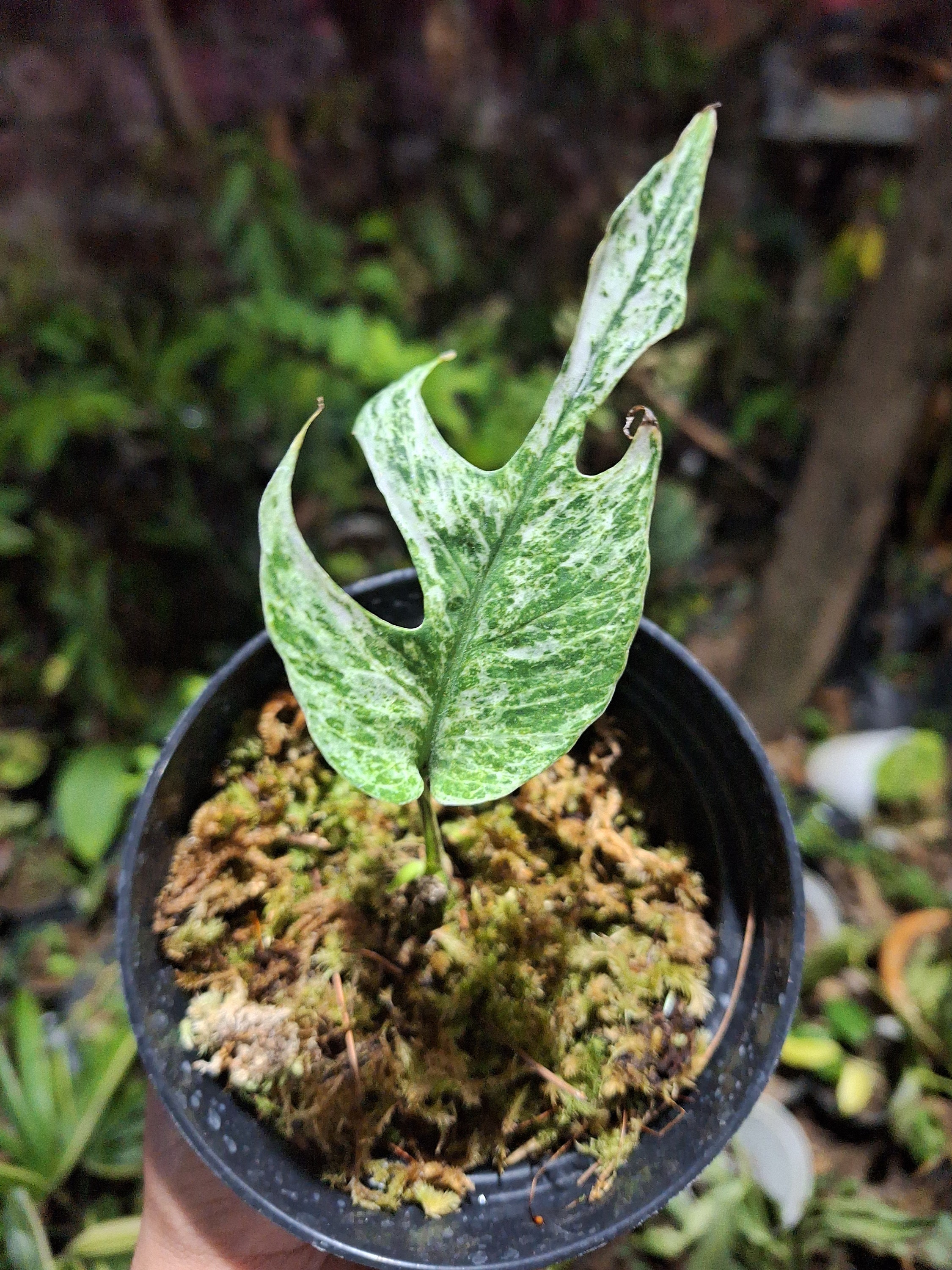 Epipremnum Pinnatum White Mint Variegated 1 Leaf 