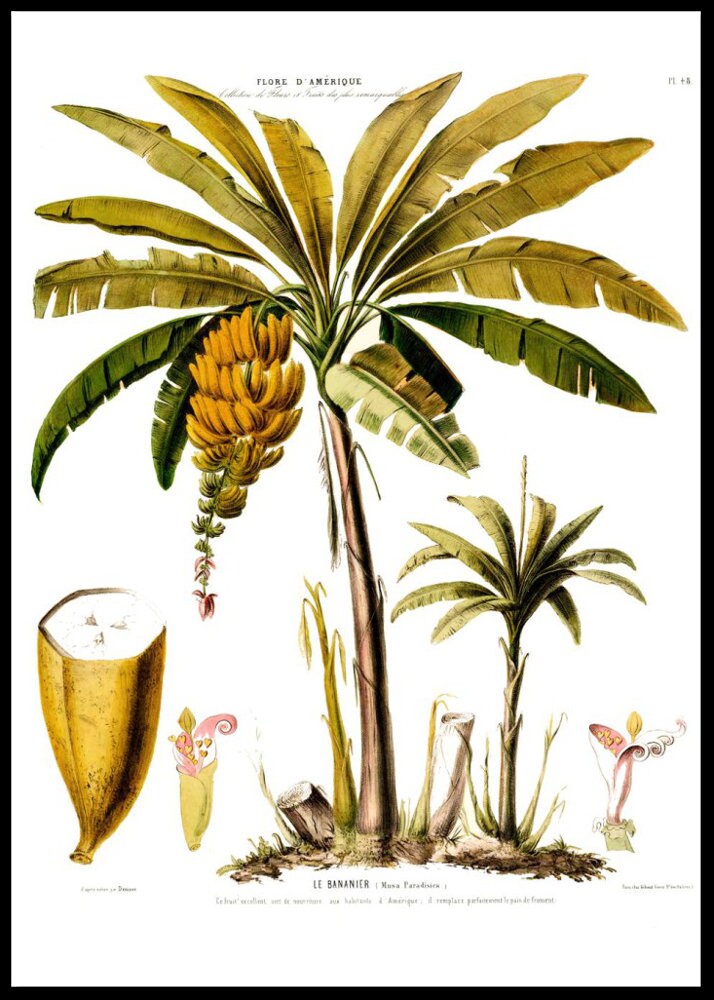 Vintage Botanical Fine Art Circa 1845 4 Print Sizes | Etsy