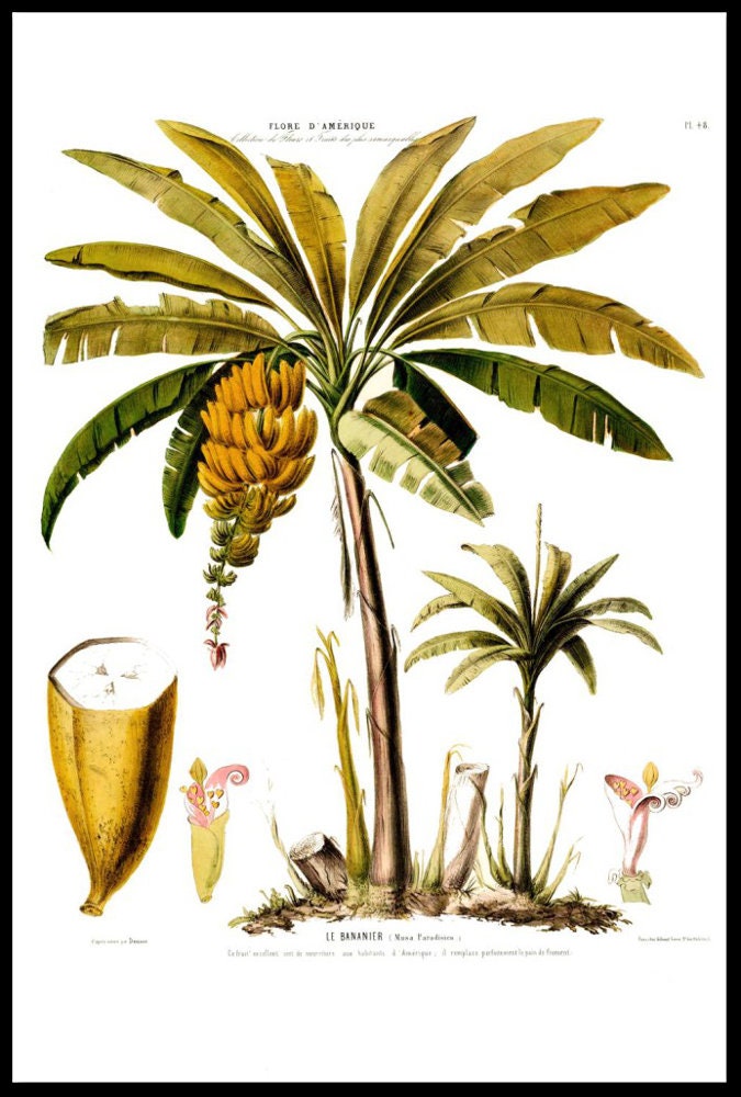 Vintage Botanical Fine Art Circa 1845 4 Print Sizes | Etsy