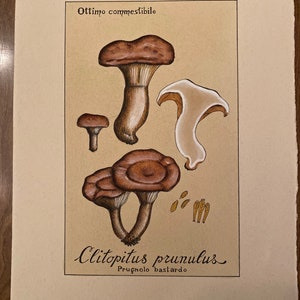 Vintage Italian Mushroom Litho