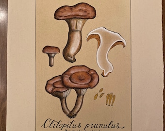 Litho de setas italianas vintage