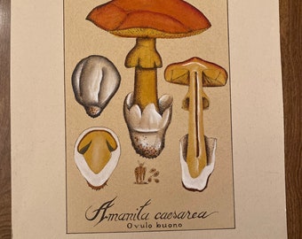 Litho de setas italianas vintage