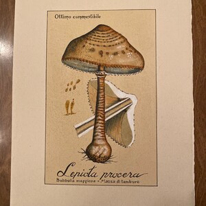 Vintage Italian Mushroom Print