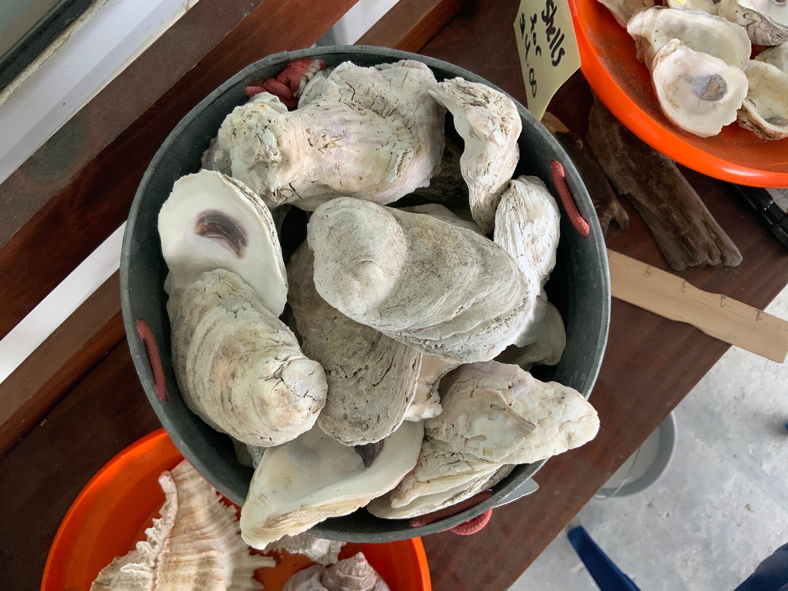 25 Bulk assorted oyster shells Etsy