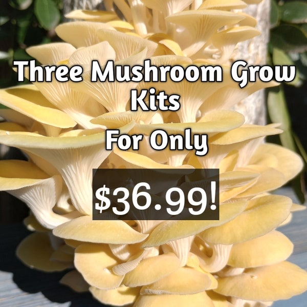 Three All In One 5-LB Mushroom Kits - Receive One Yellow Oyster - One Blue Oyster & One Florida Oyster.