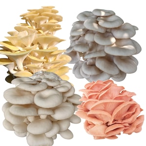 May include: A collection of four clusters of oyster mushrooms in distinct colors. One cluster is bright yellow, one is light gray, one is a darker shade of gray, and one is a vibrant pink. Each cluster features multiple overlapping caps.