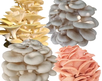 Oyster Mushroom Grow Kits: Yellow, Pink, Blue, Florida- All-in-One Cultivation Kits