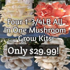 Four All In One 1-3/4LB Mushroom Kits - Receive Yellow Oyster, Princess Pearl Oyster, Pink Oyster, and Blue Oyster Mushroom Kits!
